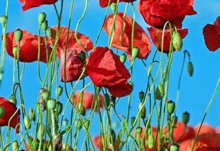 Poppy 1447203 002